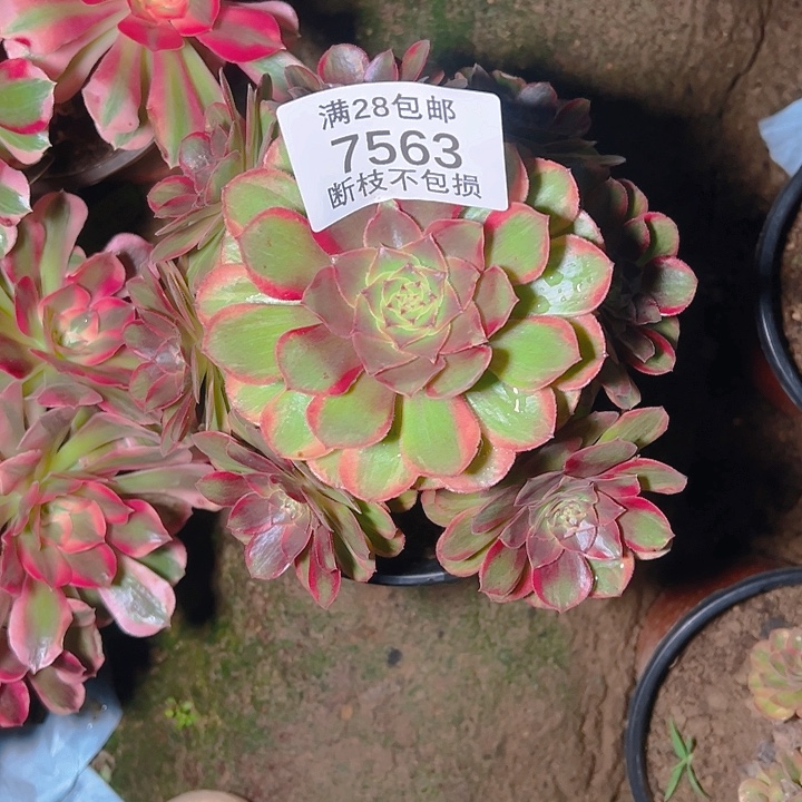 7563火狐多肉植物