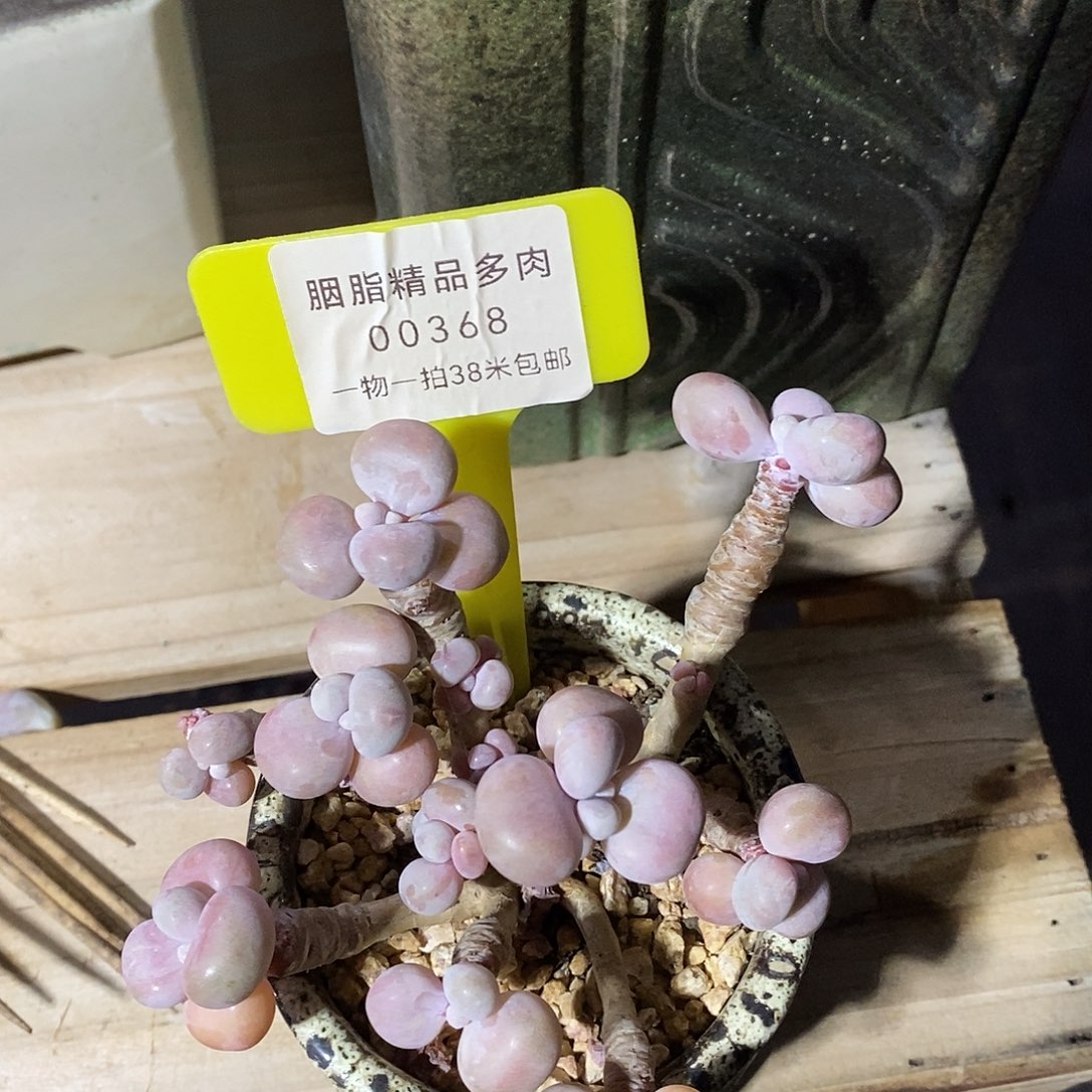 00368？out楼木架咯my