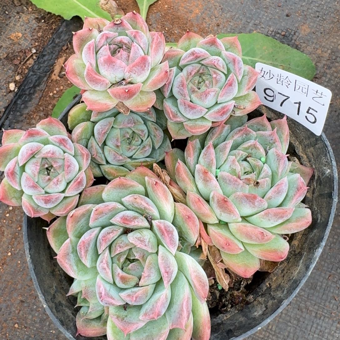 霍***姐9715杂交多肉植物基地