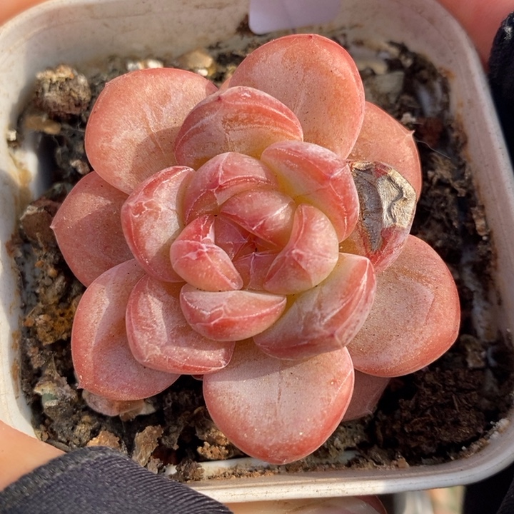 1212-523，星星珍妮多肉