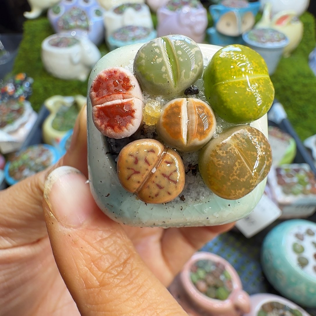 多肉植物开播福利718