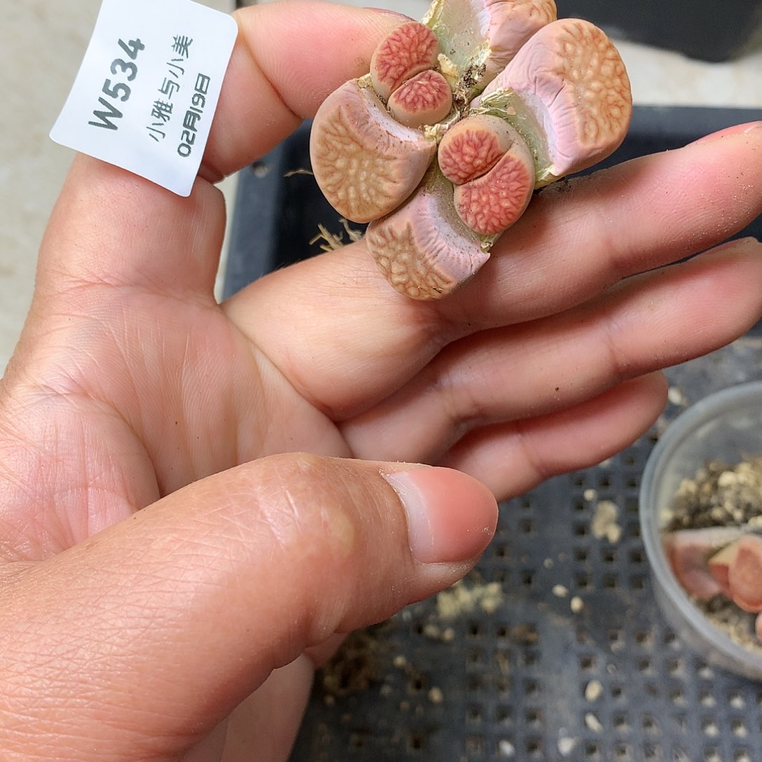 W534多肉植物保护研究所