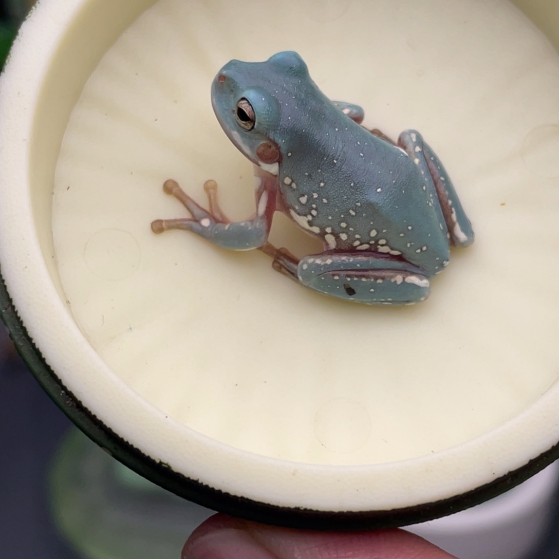 老爷树蛙11号宝石蓝