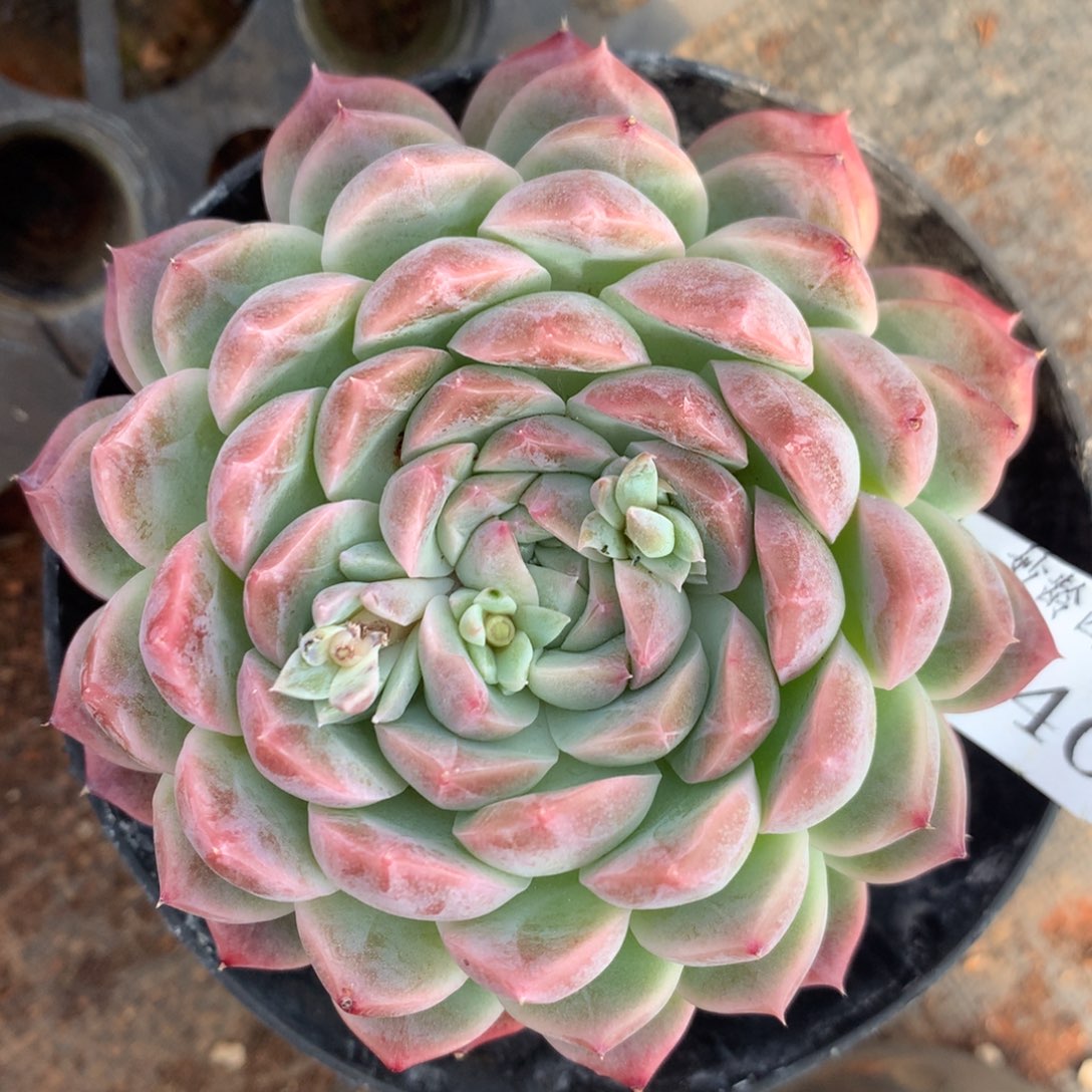 3440杂交精品基地9厘米