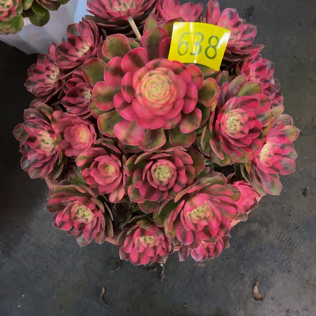 哈哈多肉葡萄福利638