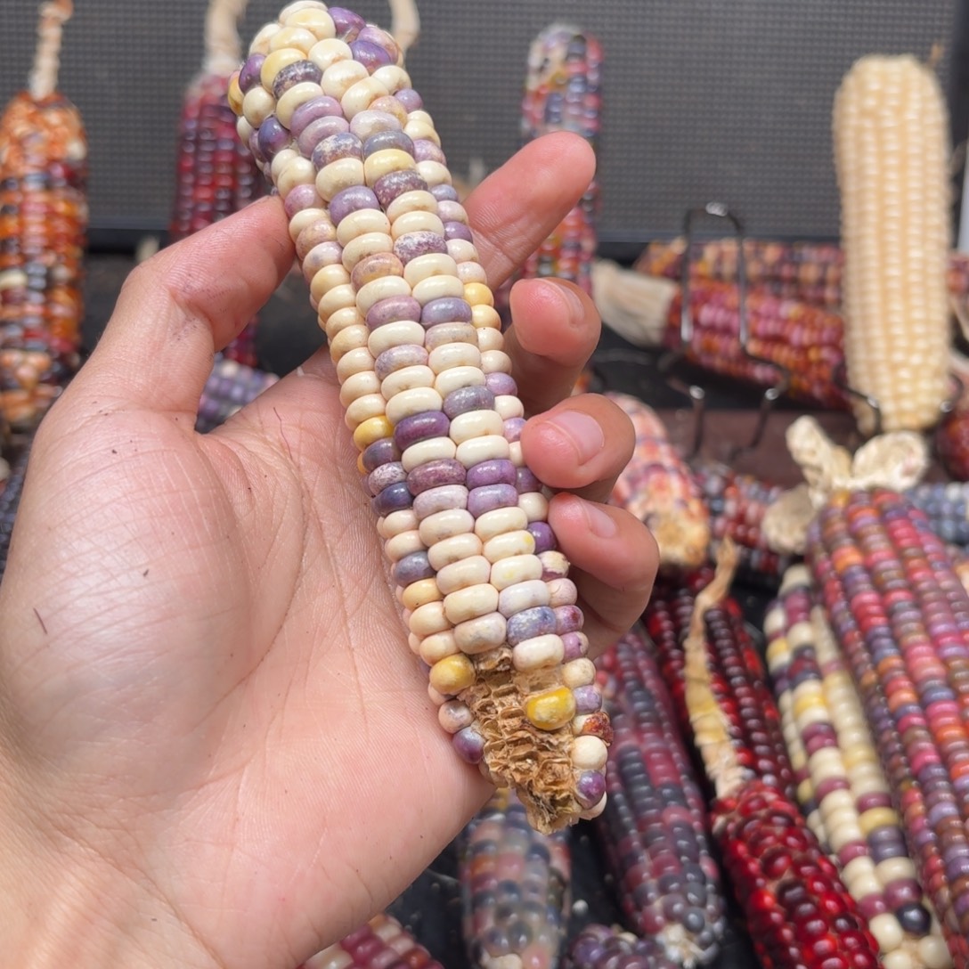 A***o吊坠柏香籽/百香籽