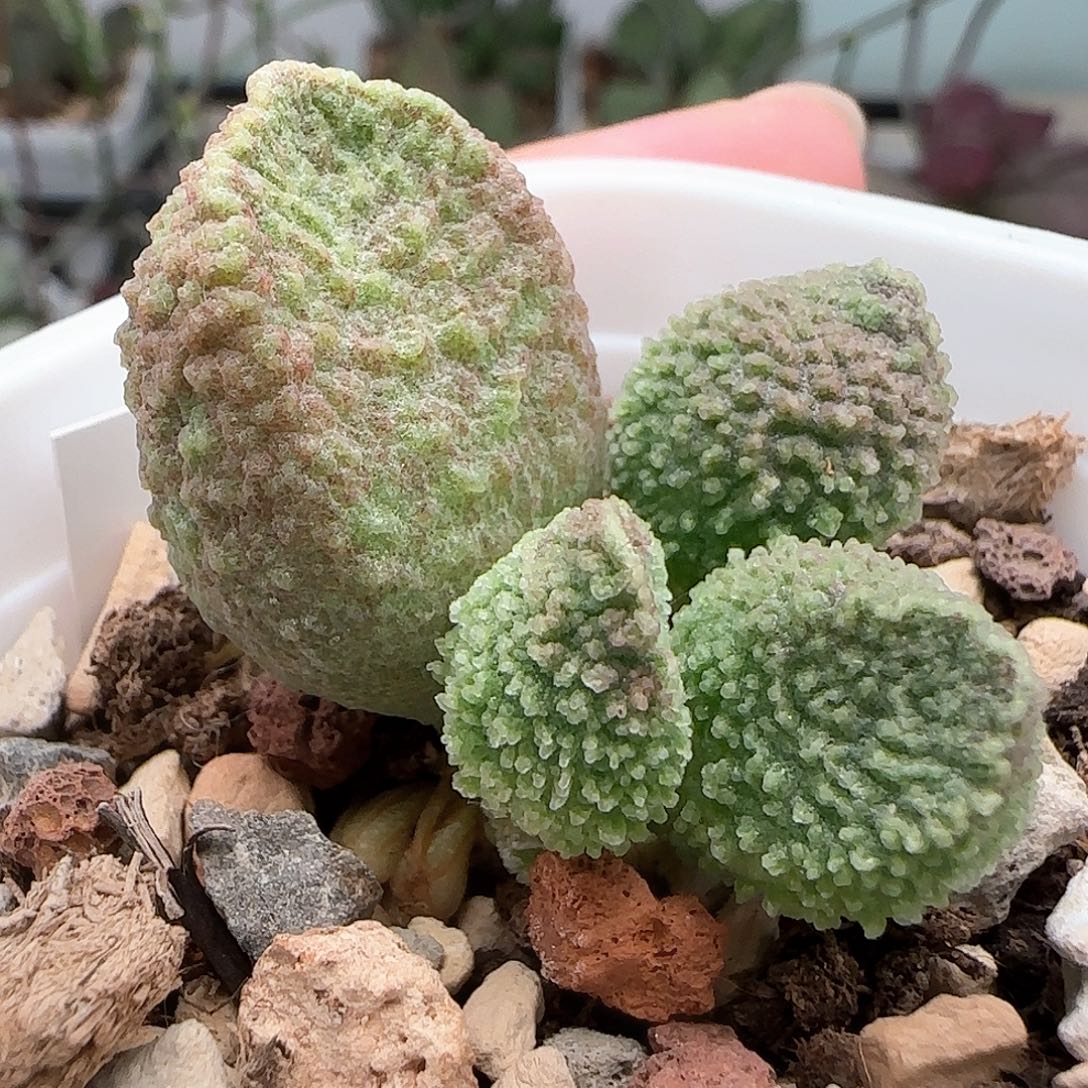 园艺水泡多肉植物