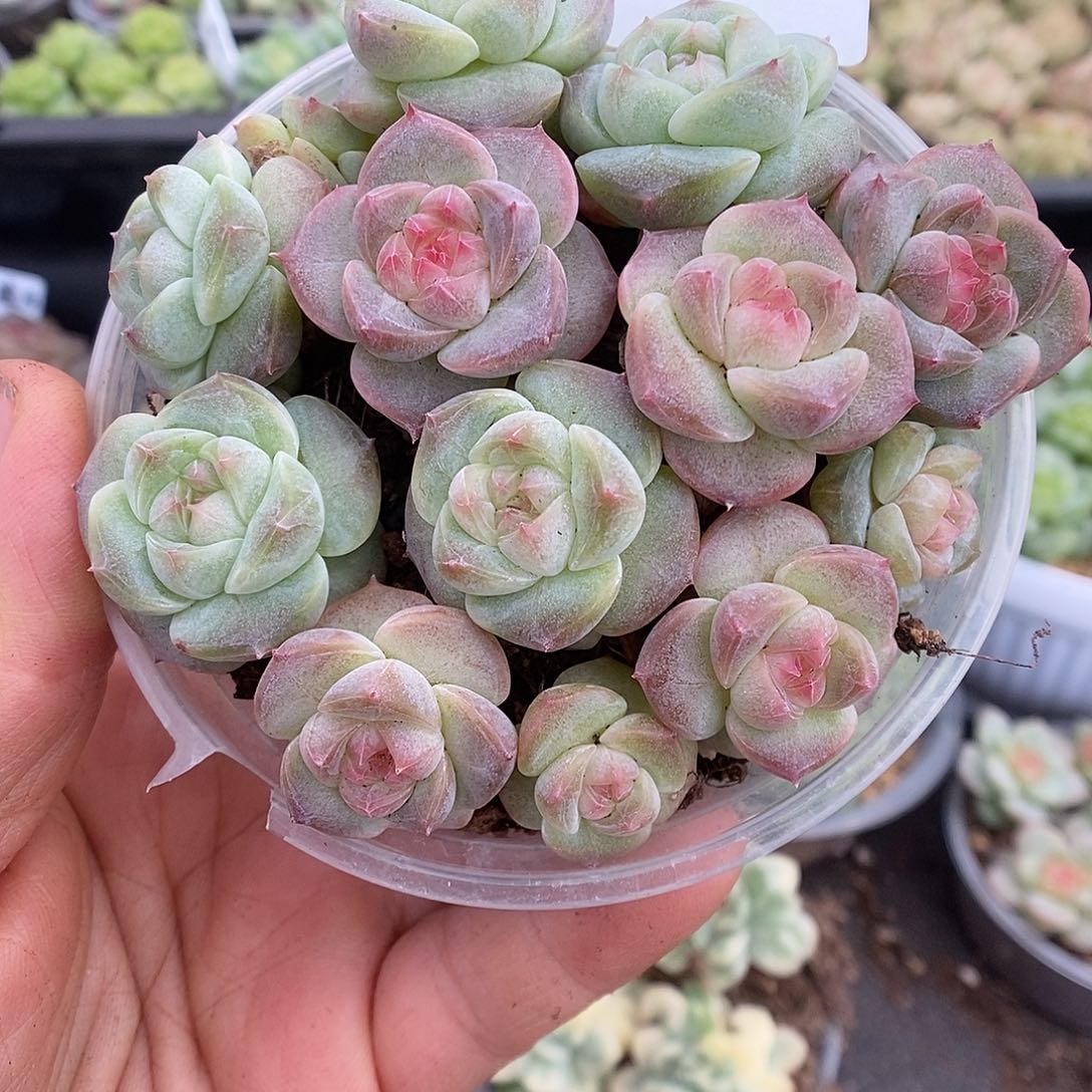一物一拍一物一拍911-340