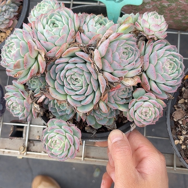 两单包邮，一物一拍28杂交