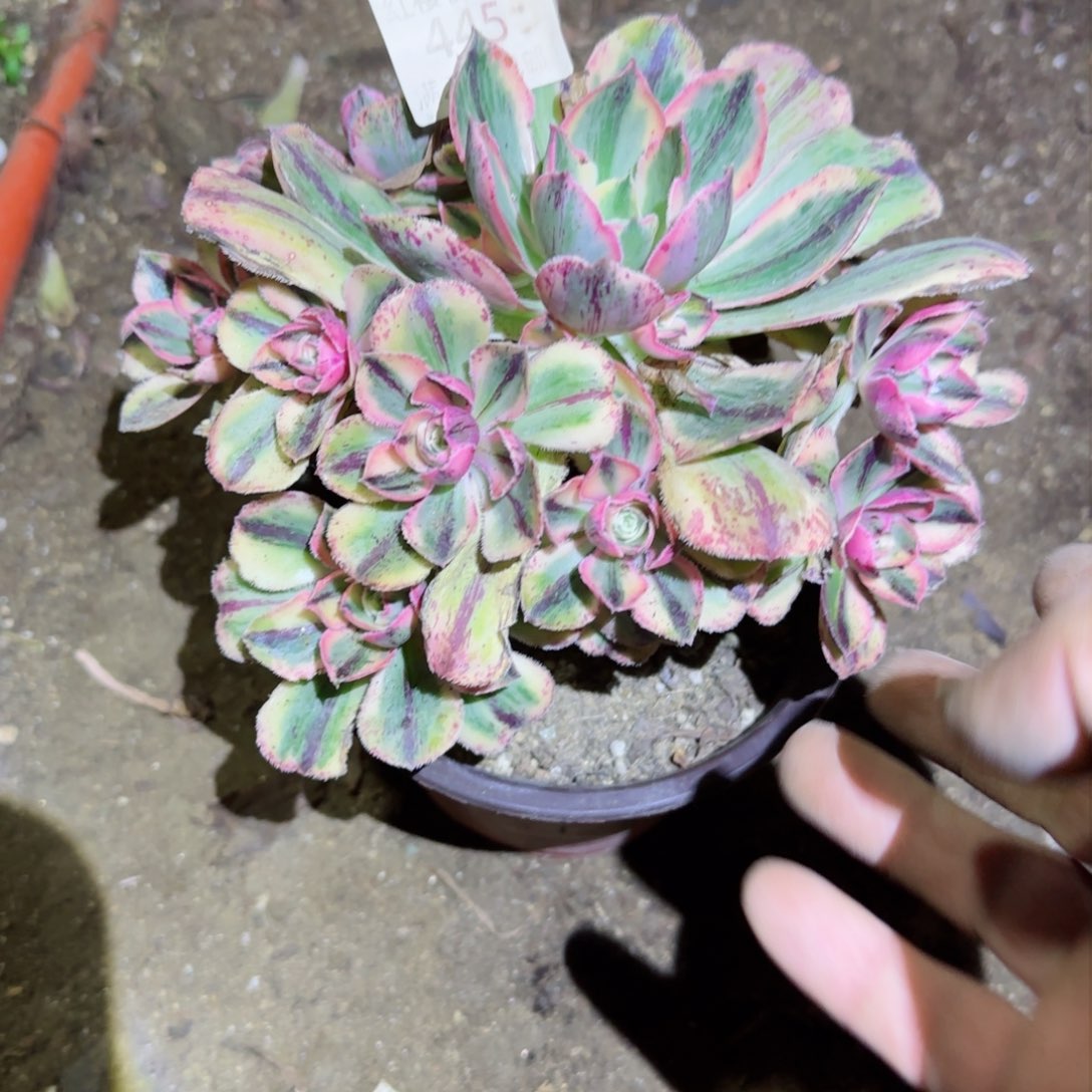 青花瓷法师多肉445