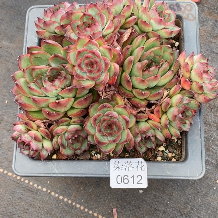 水*蓉精品多肉植物0612