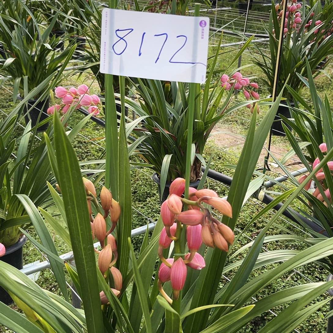 当前无花栽培后可以开花福娘