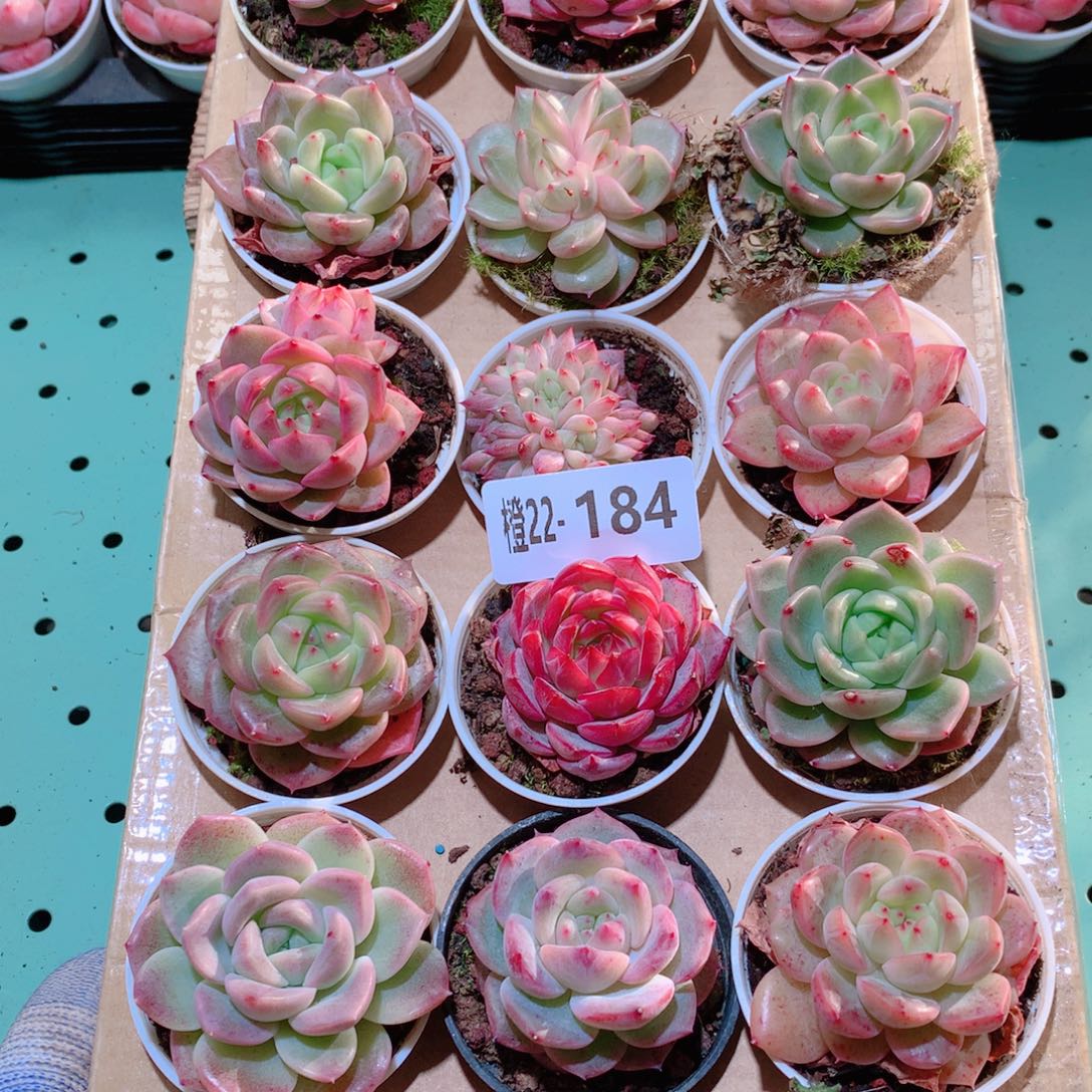 22-184一物一拍多肉带盆18颗