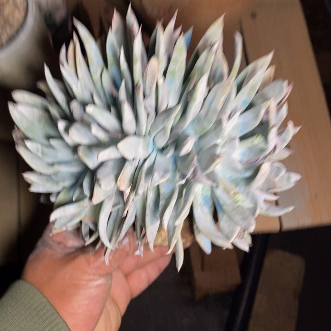 56号雪山杂朵缀福利啦