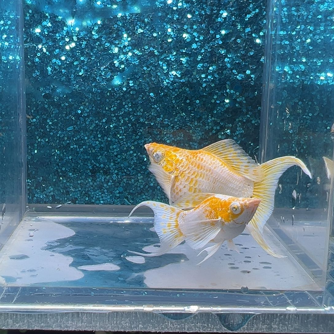 孔雀鱼樱花玛丽一对0034