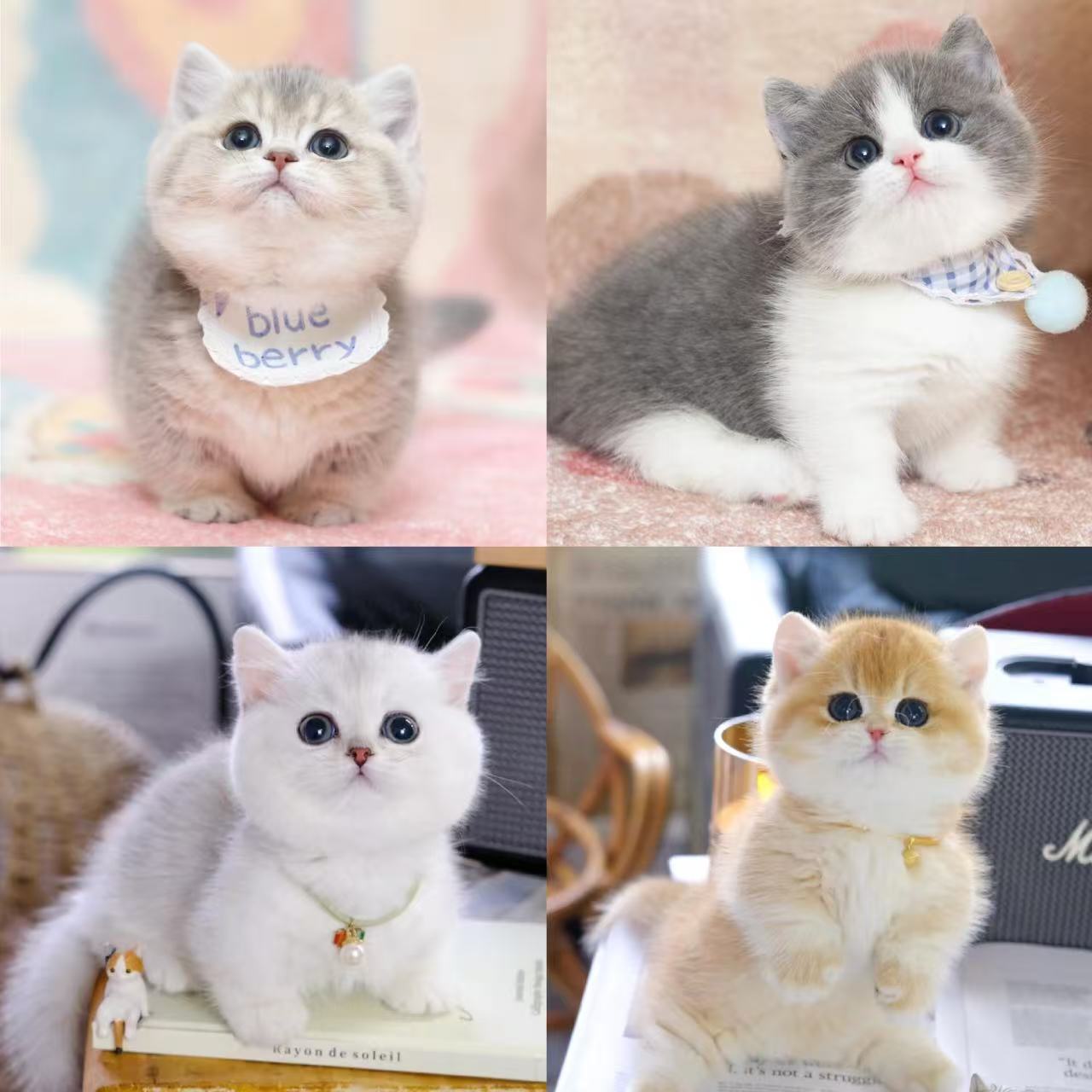 活体宠物猫咪幼猫Ⅳ