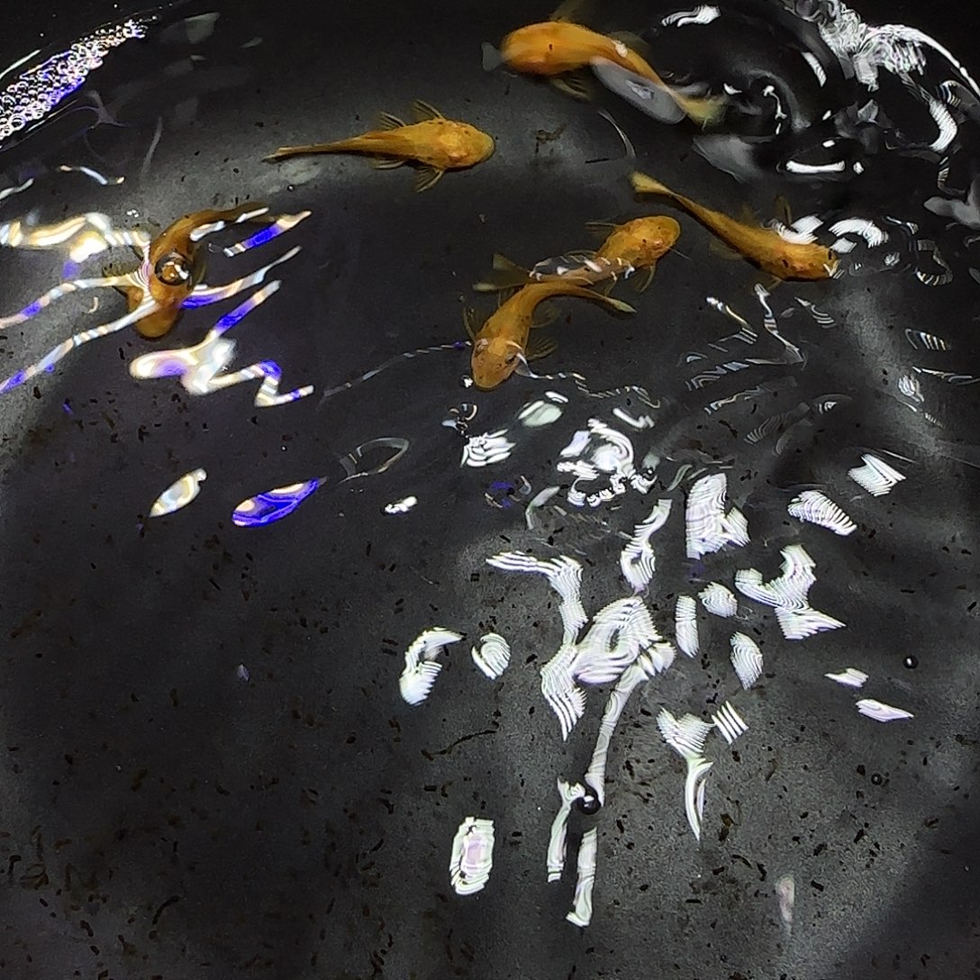 孔雀鱼黄金胡子六条