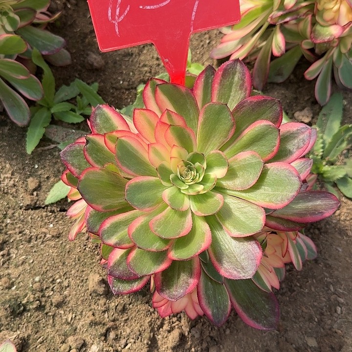 4-7黑魔锦多肉法师