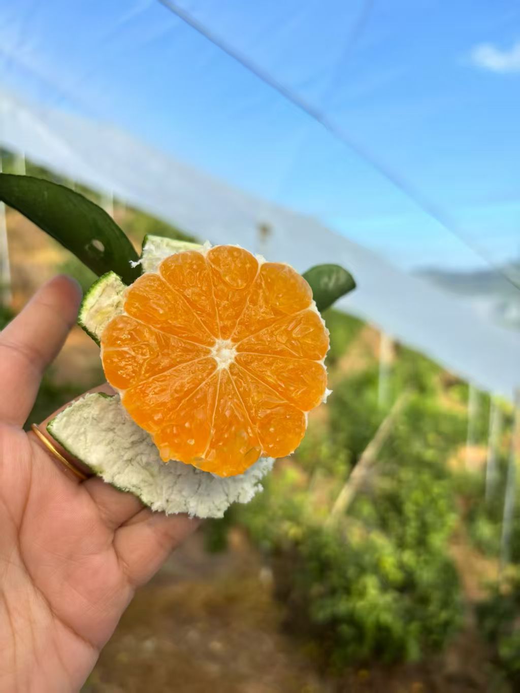 青皮无籽蜜桔赣南寻乌皮薄如纸蜜糖爆浆孕妇现摘现发5斤（中大果）