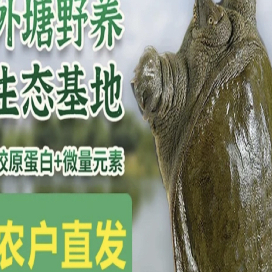 （直播间福利）生态外塘甲鱼 现抓现发 可养可卤