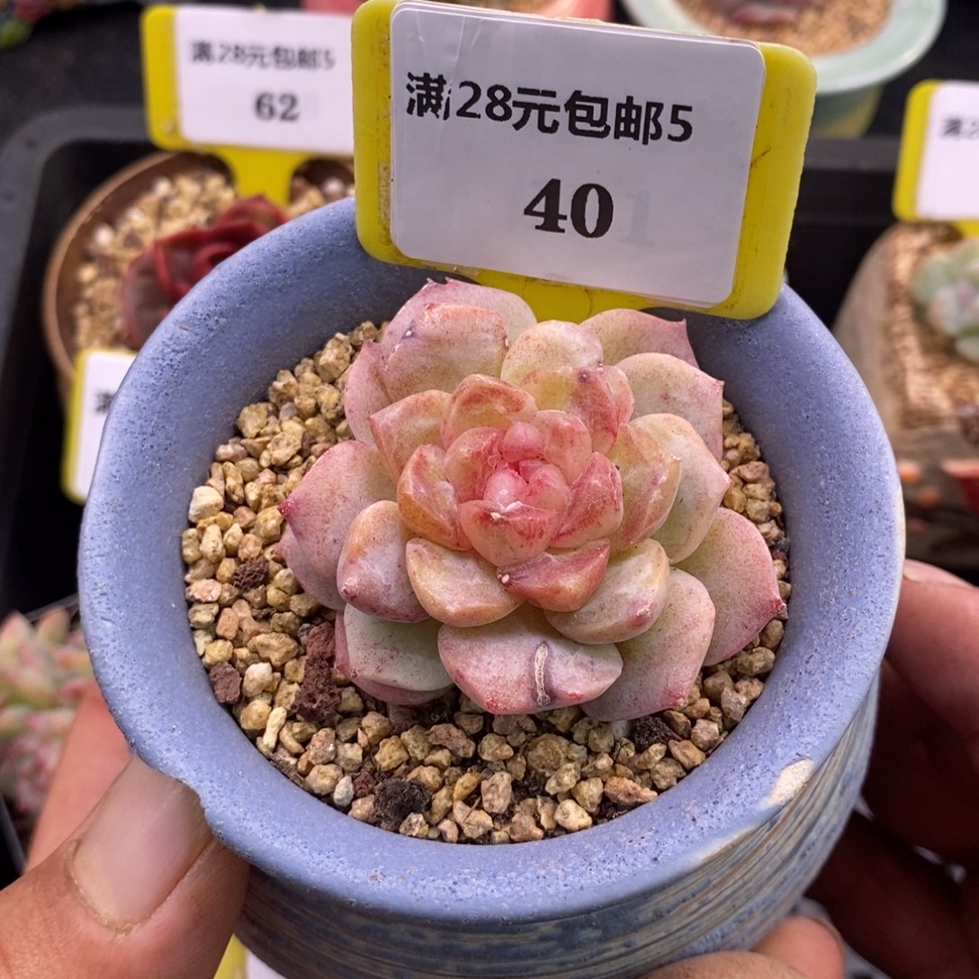 540梦幻泡影石化福利