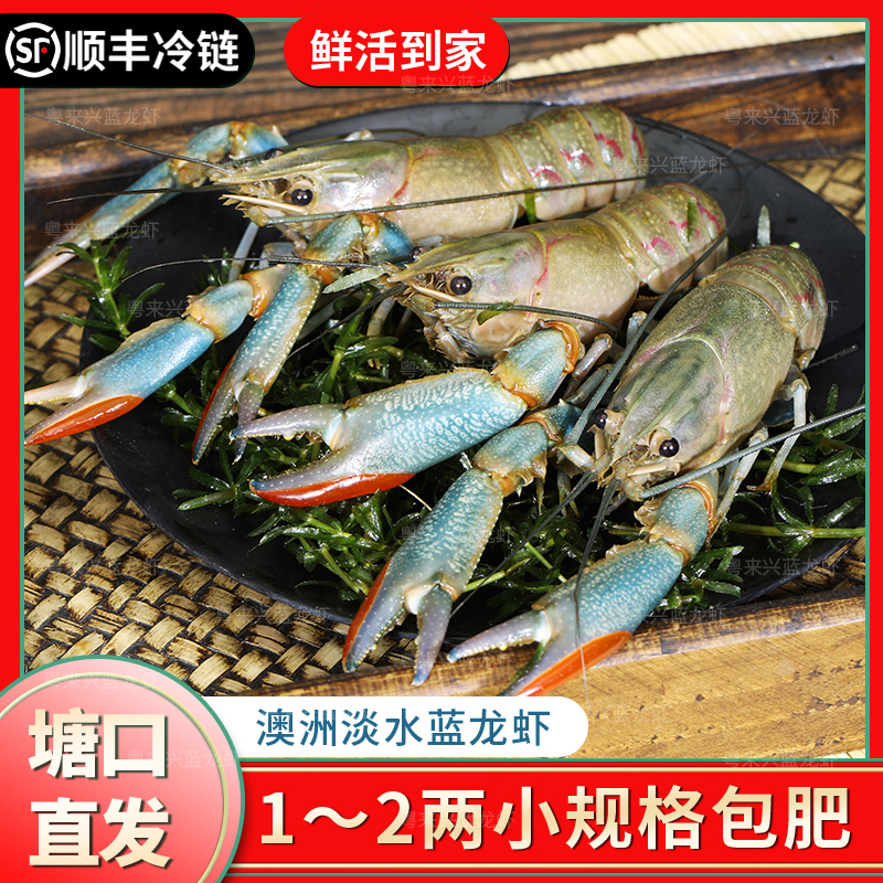 全母带膏 带黄1.3两起 5斤包邮【活虾空运】鲜活澳洲淡水蓝龙虾澳龙