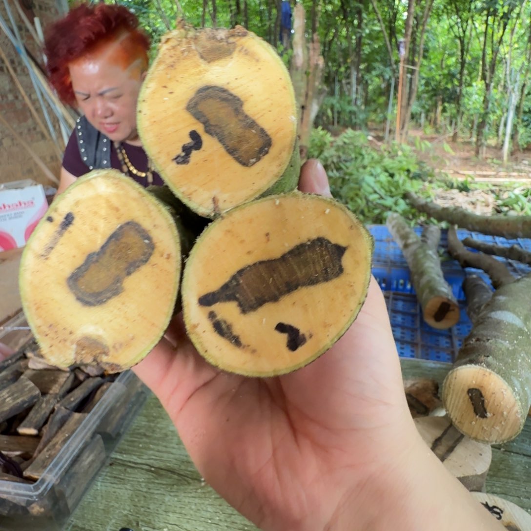 线香奇楠沉香原木