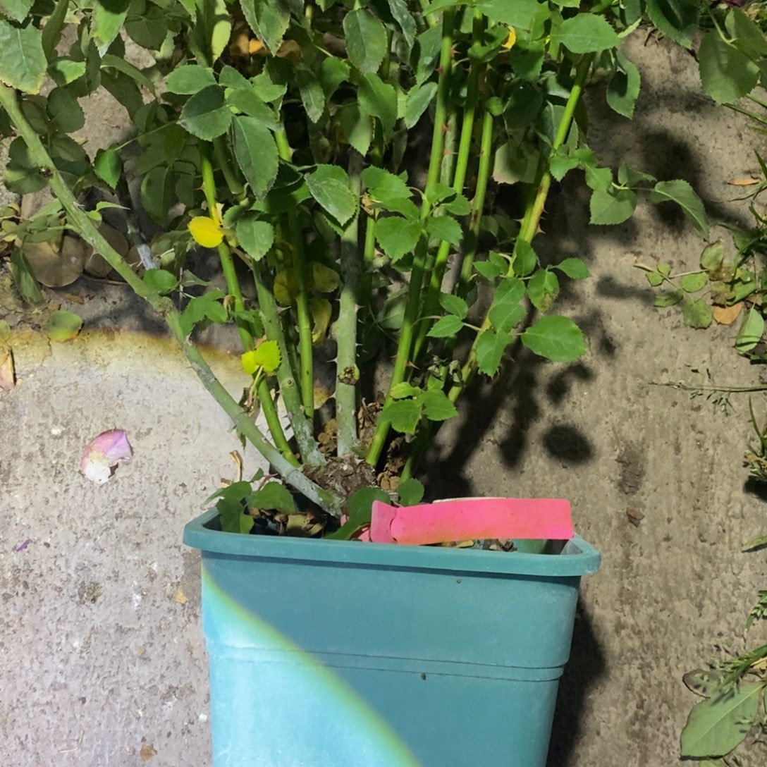 无花朵挪威森林玫瑰土球发货