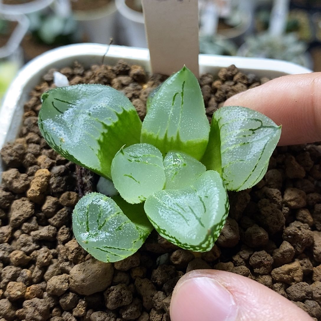 51虞美人寿十二多肉