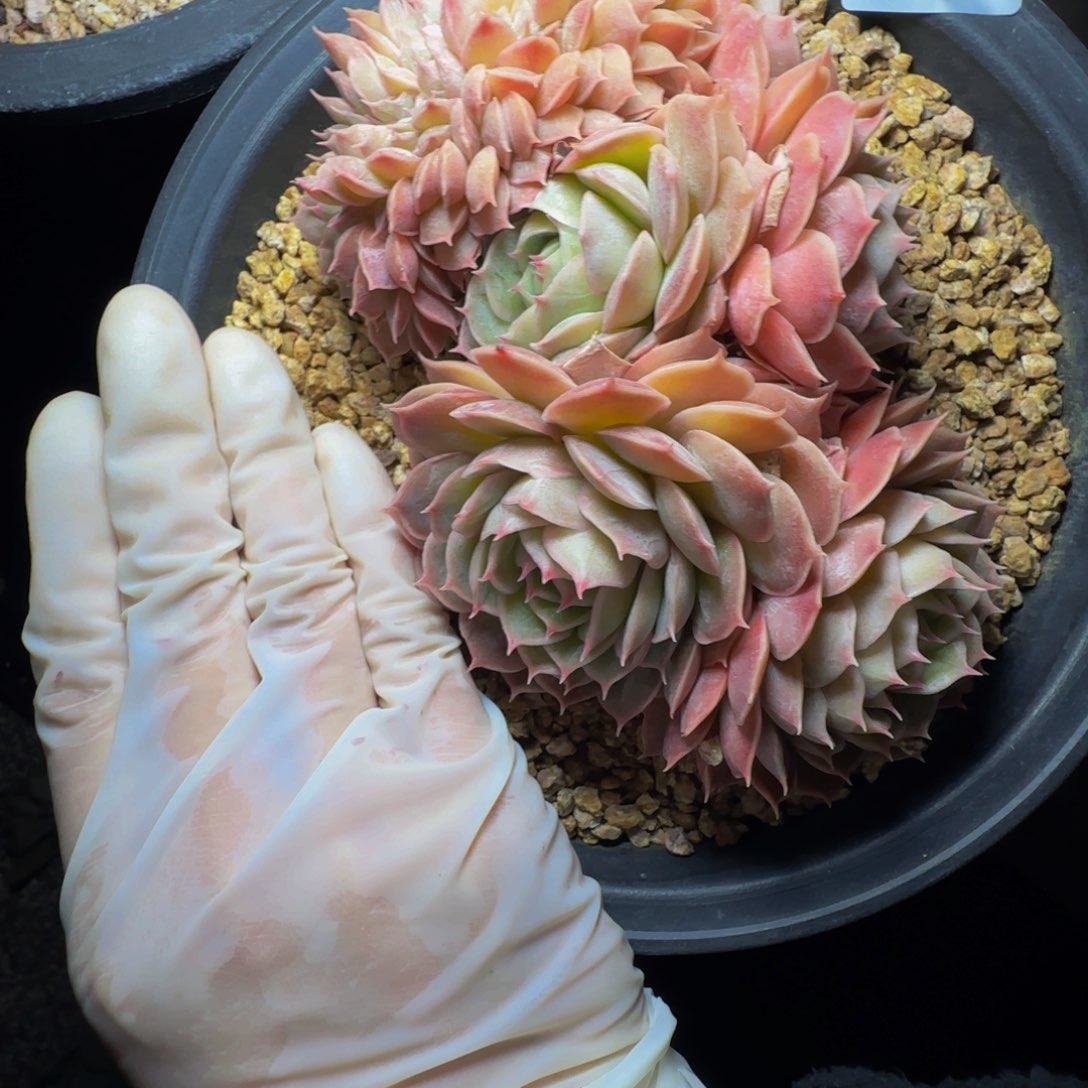 p p p p p p p p p 11