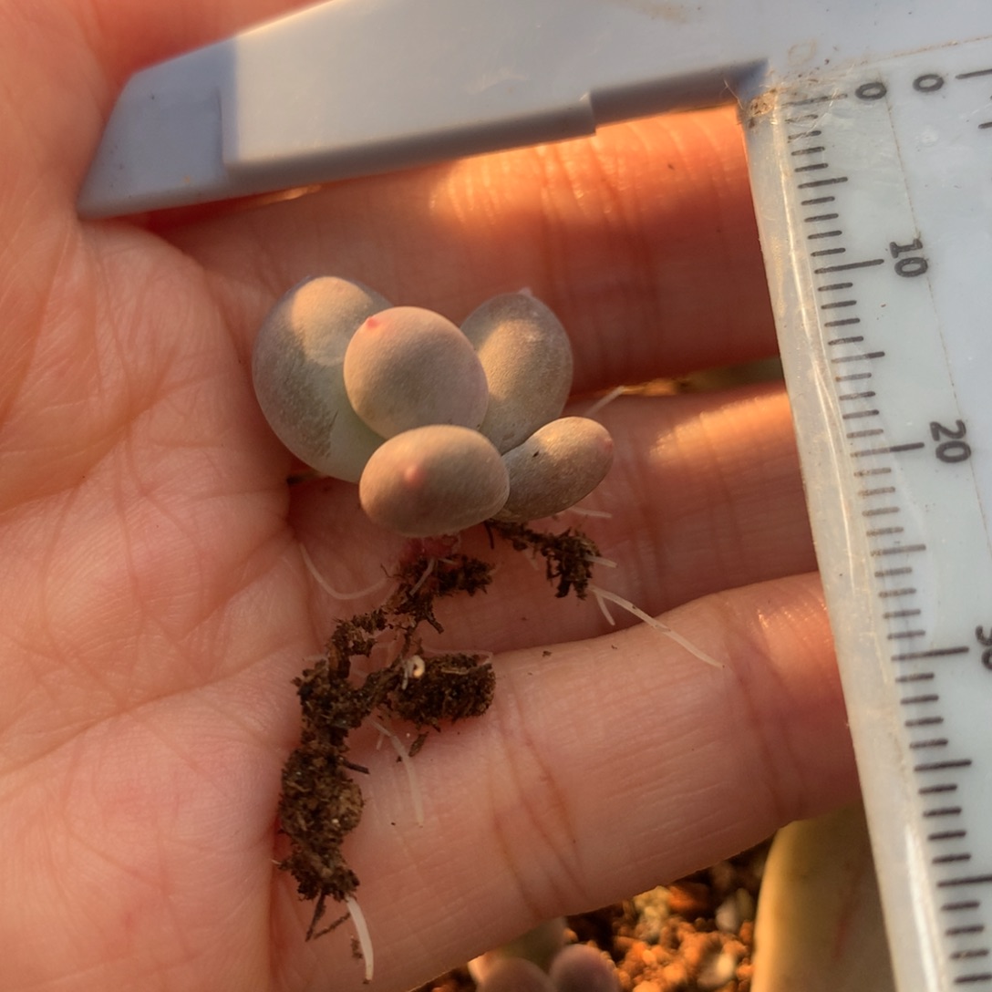 胖子米可奶 不凑满28元发一片叶 不售后 到付 239