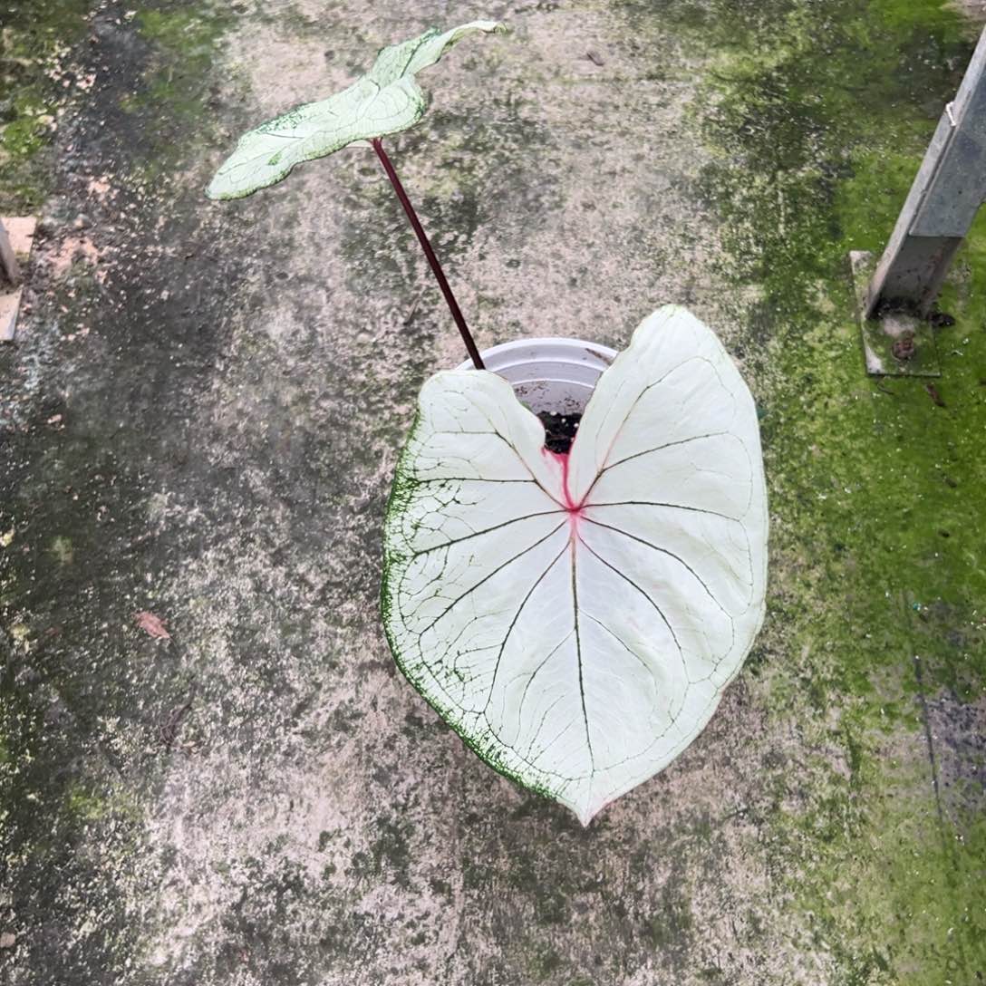 完全开放夏***呀莫妮卡不包叶损不包球