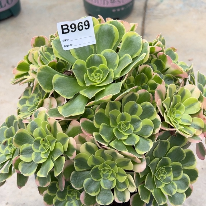 969特斯拉25厘米左右