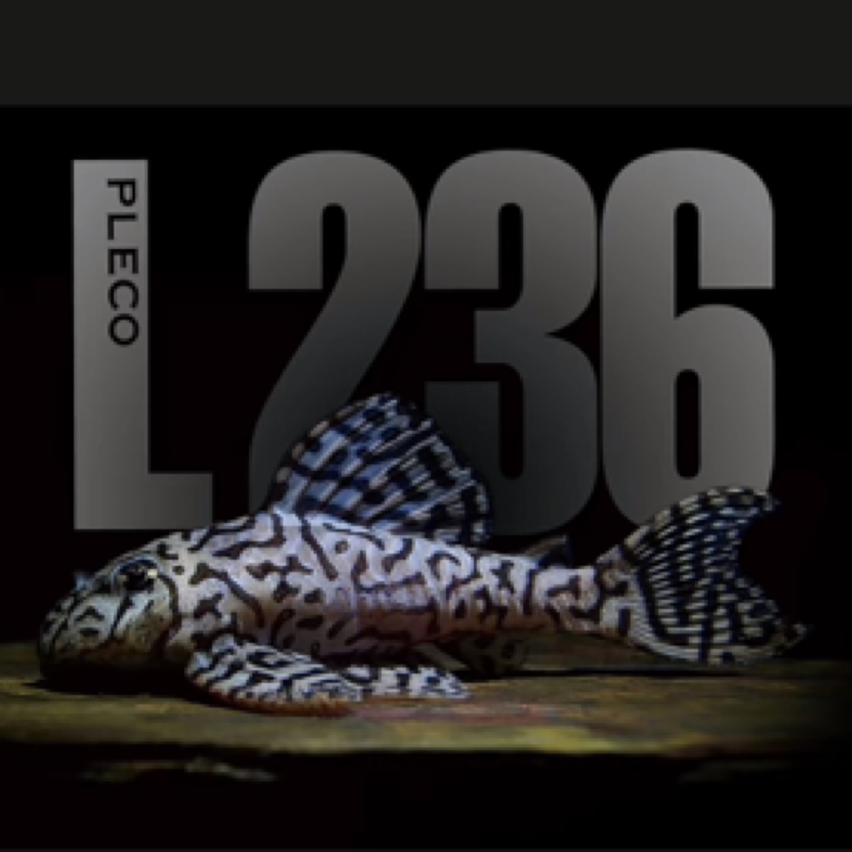 南美观赏鱼L236皇后虎斑（黄体）