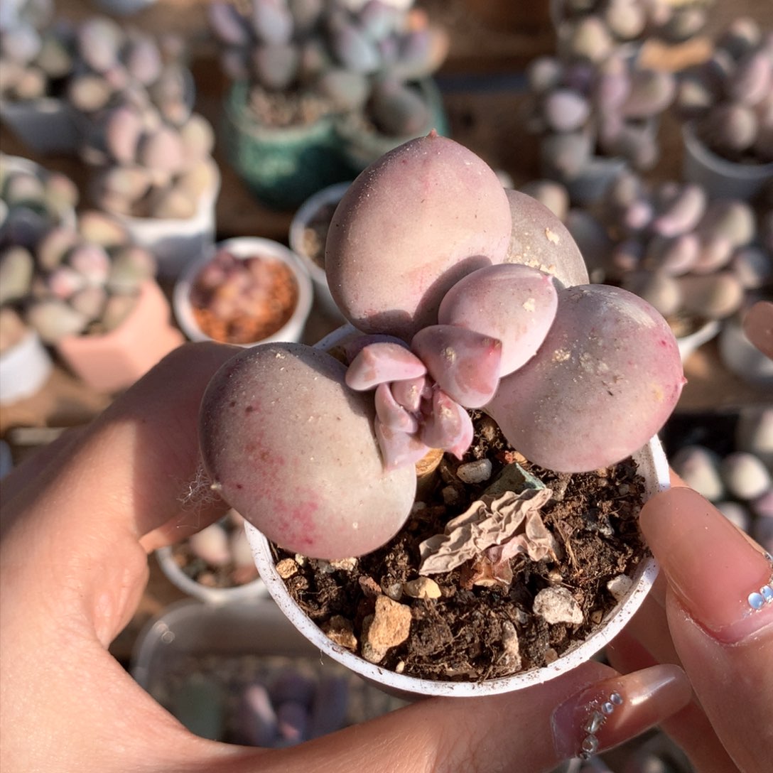 屁桃哈哈哈哈哈哈哈