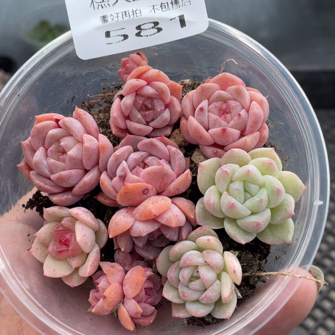 糕大上多肉植物581