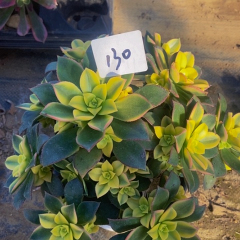 艳日辉多肉植物一物一拍130多肉