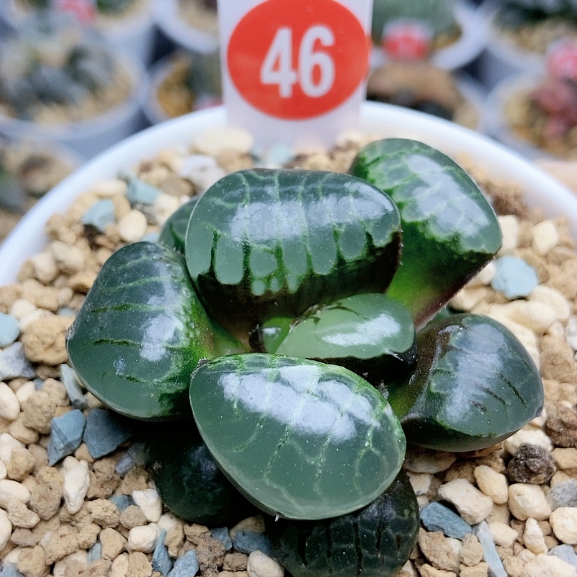 【闪购商品】46水晶葡萄克