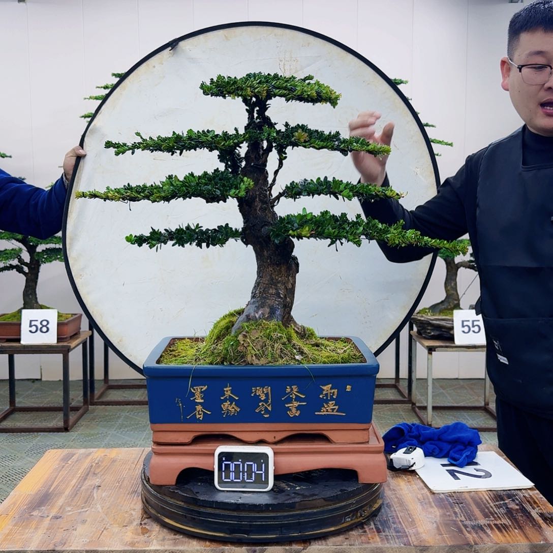 盆景珍珠红芽罗汉松