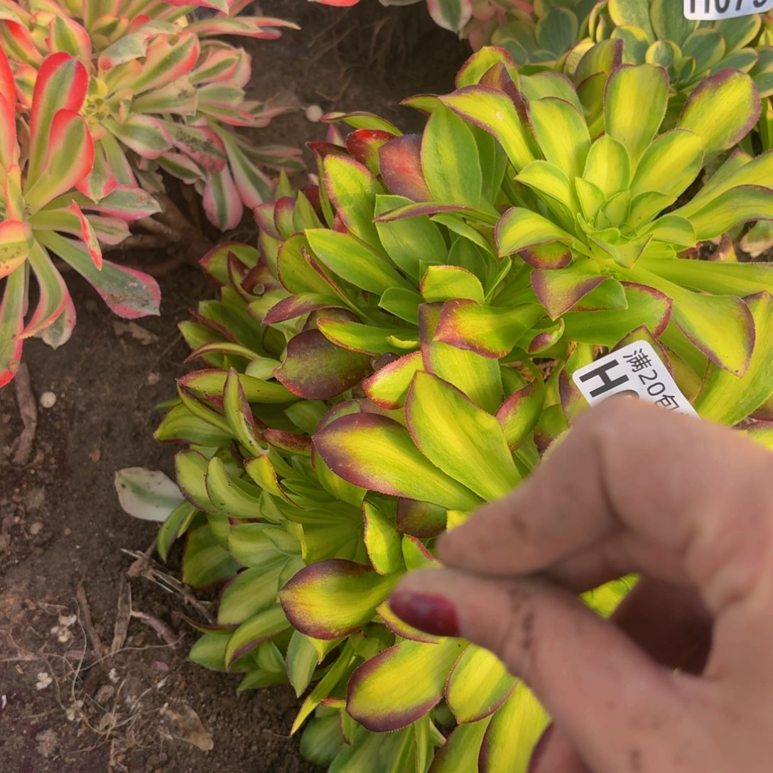 82多肉植物捧花的时候