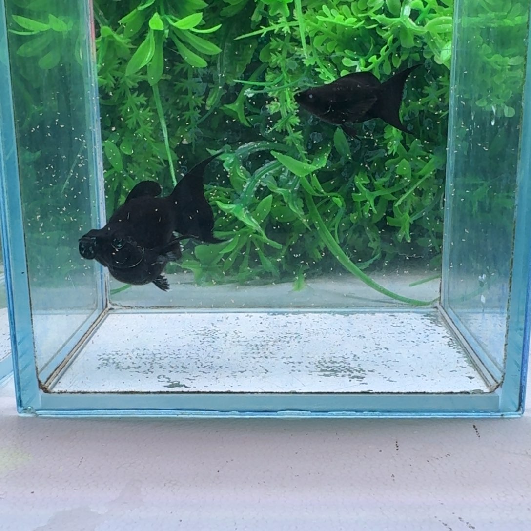 黑玛丽鱼851号玛丽2条