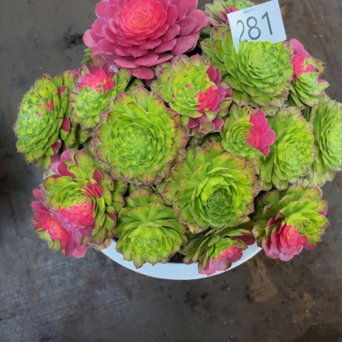 哈哈多肉葡萄福利281