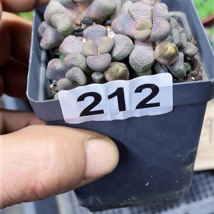 212唐唐一物一图如图