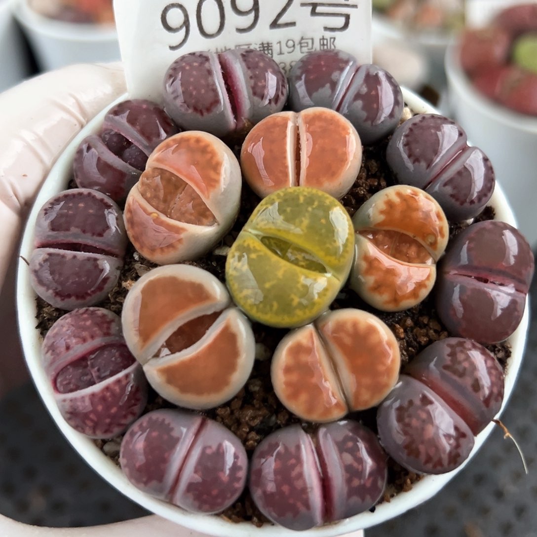 好养易活生石花大母本9092