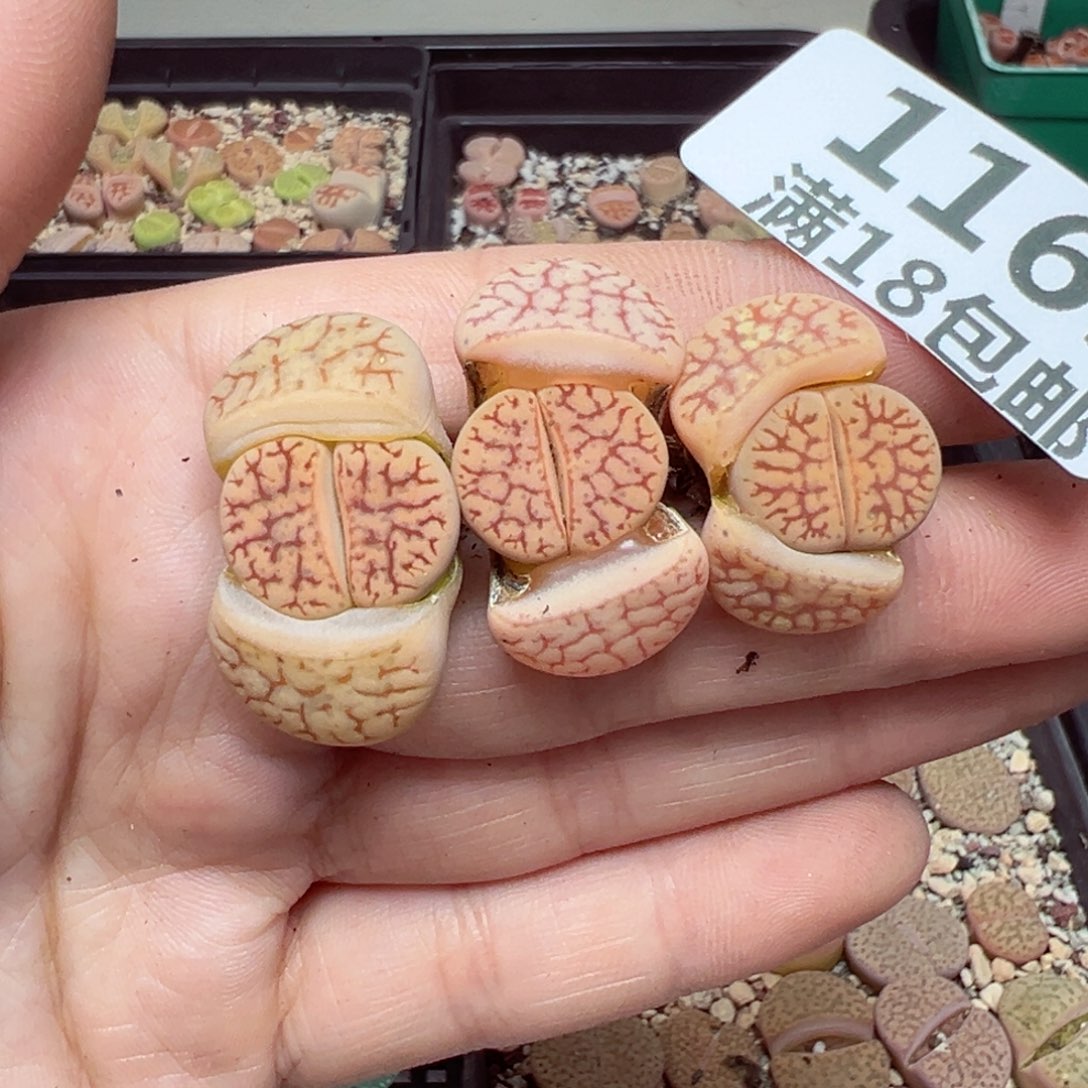 【闪购商品】1169……