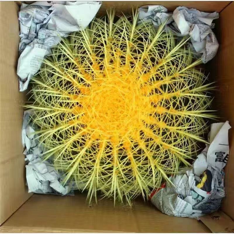 超大金琥仙人球绿植盆栽多肉庭院阳台室内外防辐射吸甲醛