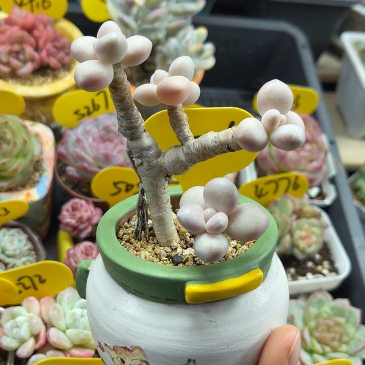 象牙奶老桩5056可拍