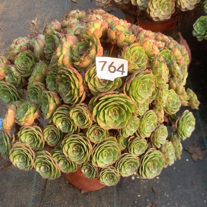 764万拉丝多肉植物