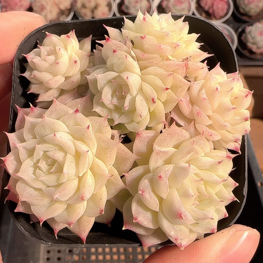 多肉1206-143优选麦秆群