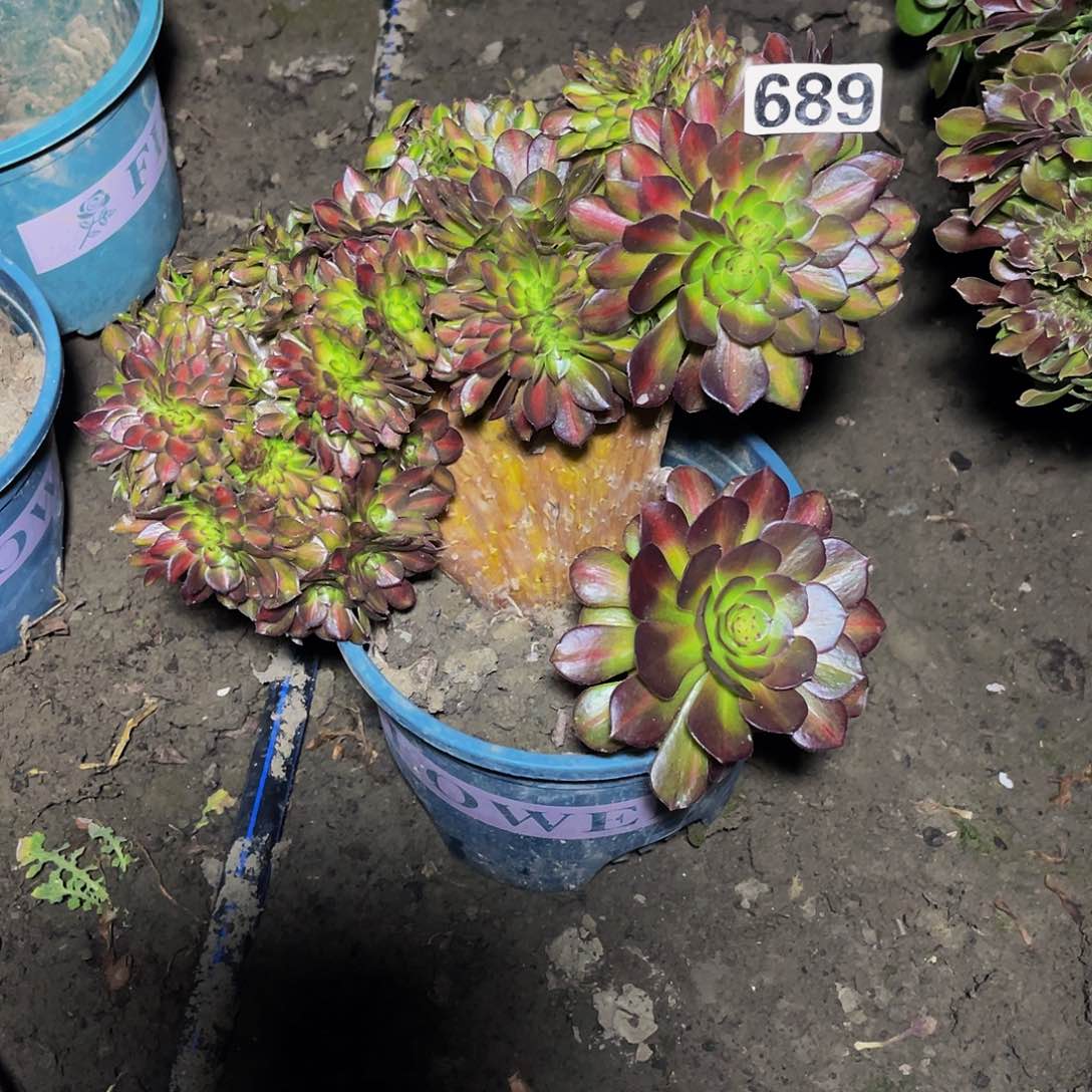 抹茶法师15/25包邮法师